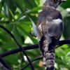 Coucou Gris (Cuculus Canorus), L'Oiseau Voleur De Nid à Coucou Coucou Coucou