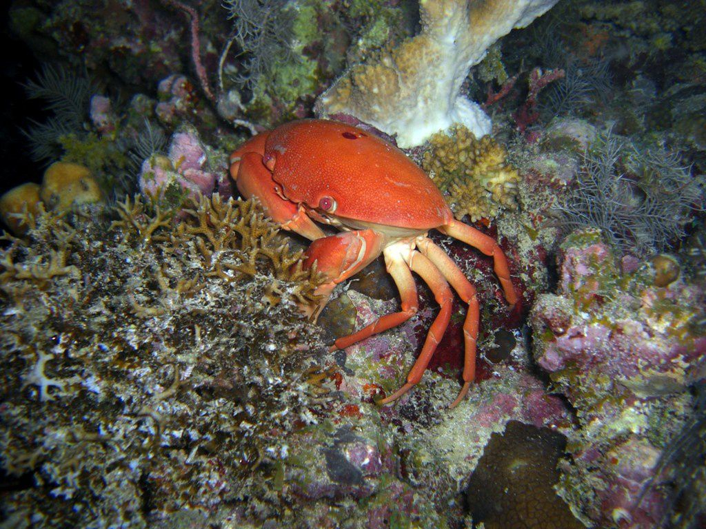 Crabe Des Coraux (Carpilius Convexus) De L&amp;#039;Océan Indien à Crabe Image