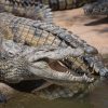 Crocodile-Park-May7Th-36 | Nerja Rob serapportantà Crocodile