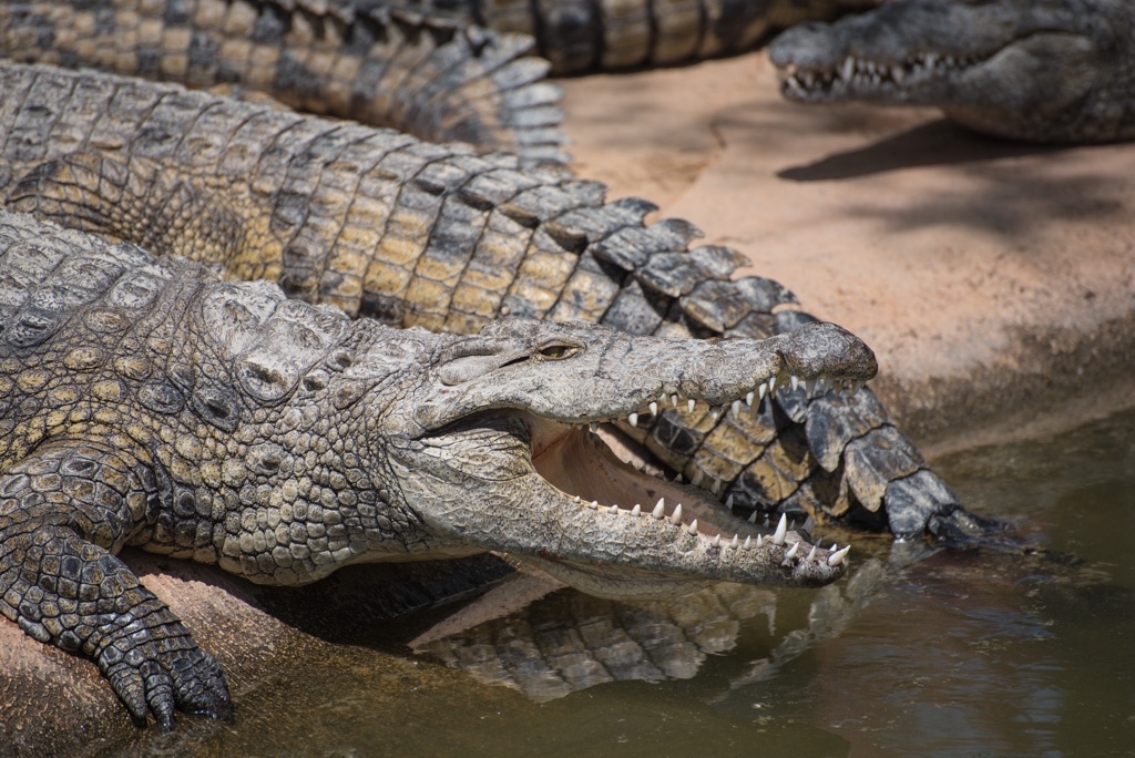 Crocodile-Park-May7Th-36 | Nerja Rob serapportantà Crocodile
