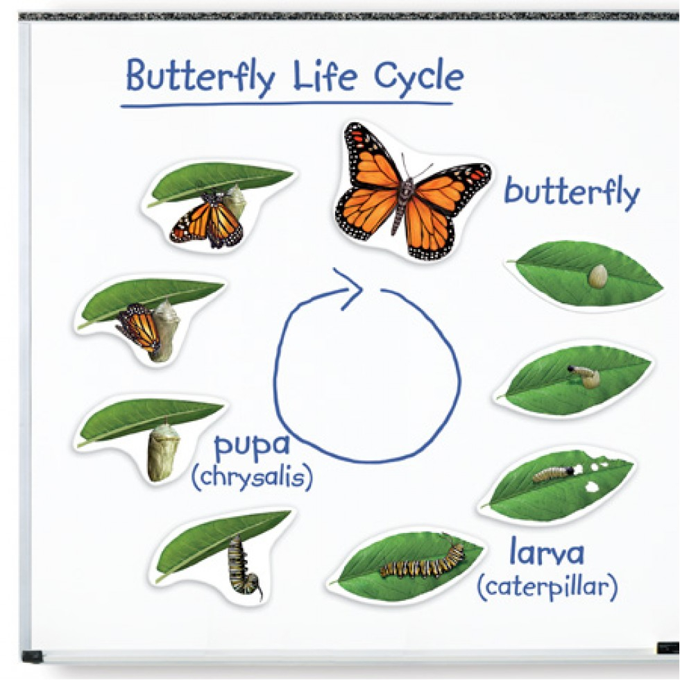 Cycle De Vie: Papillon dedans Métamorphose De Papillon En 6 Lettres