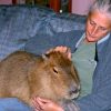Découvrez Le Capybara, Le Plus Gros Rongeur Du Monde pour Le Plus Gros Ver De Terre Du Monde