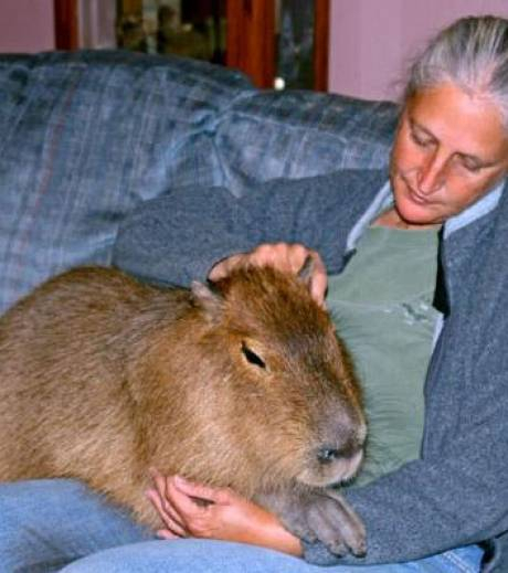 Découvrez Le Capybara, Le Plus Gros Rongeur Du Monde pour Le Plus Gros Ver De Terre Du Monde