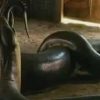 Découvrez Le Titanoboa Le Plus Gros Serpent Du Monde pour Le Plus Gros Ver De Terre Du Monde