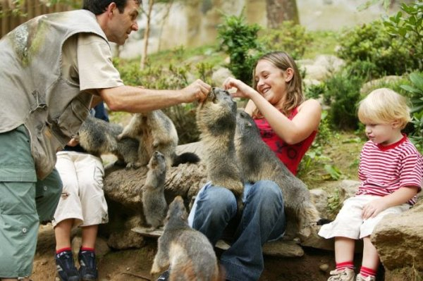 Descubre Los Animales En Los Pirineos En El Parc Animalier avec Parc Animalier Argeles Gazost Tarif