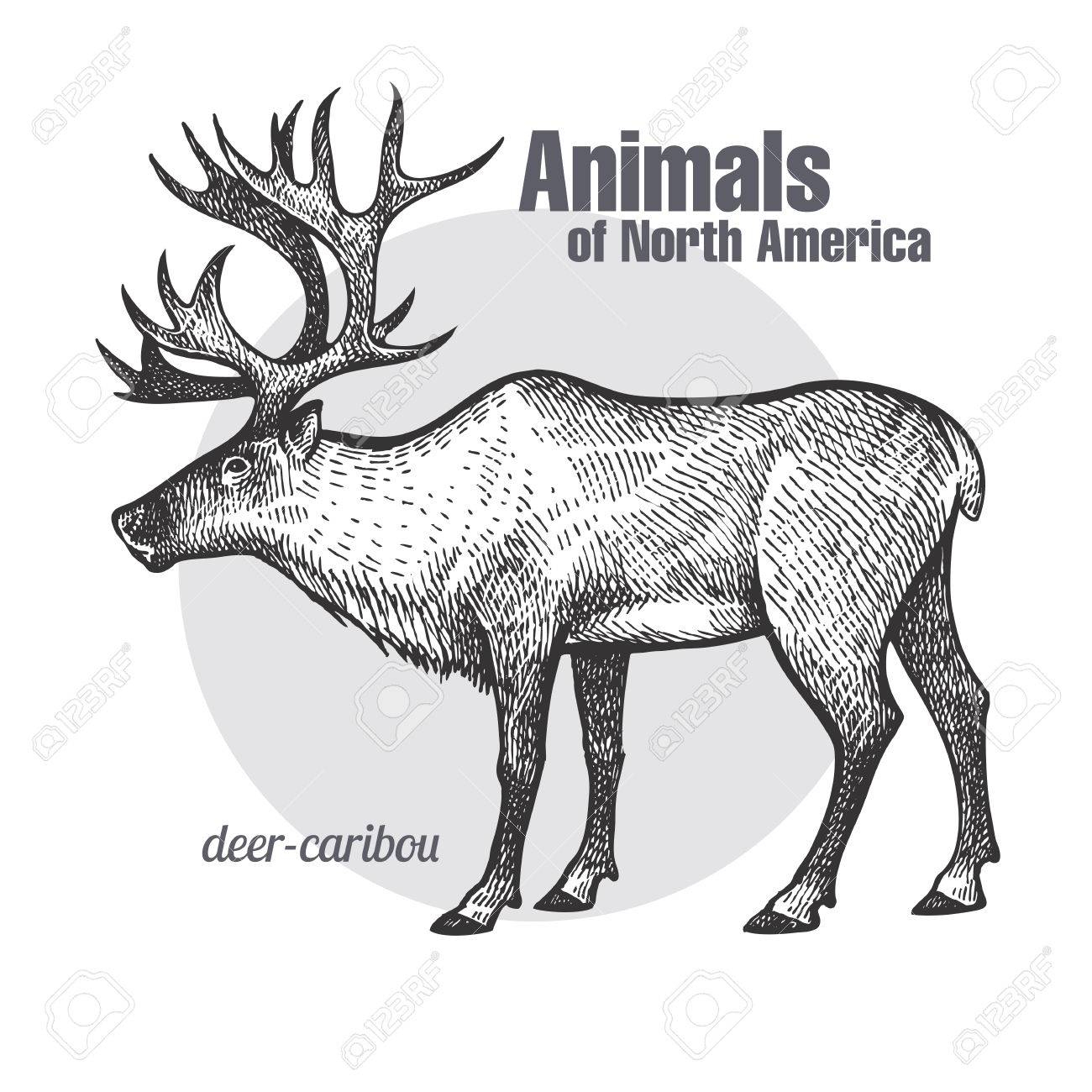 Dessin Au Caribou Des Cerfs. Série Animaux De L&amp;#039;Amérique avec Caribou Dessin
