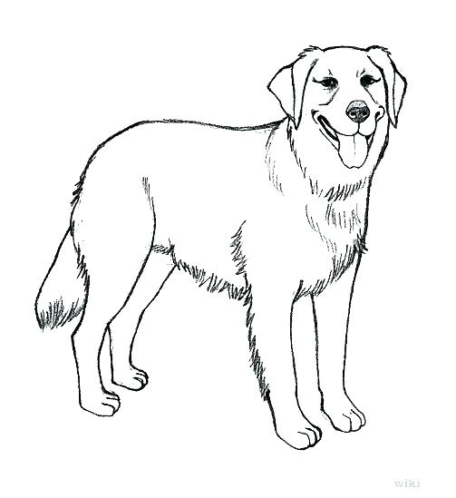 Dessin De Chien Golden Retriever Facile - Les Dessins Et concernant Coloriage Labrador