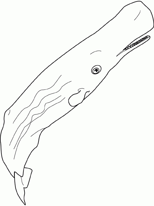 Dessins De Baleines À Colorier encequiconcerne Coloriage Requin À Imprimer