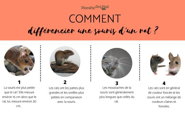 Différence Entre Rat Et Souris encequiconcerne Difference Entre Agneau Et Mouton