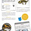 [Documentaire - Pdf] La Salamandre | Rallye Lecture En Ligne pour Rallye Lecture Fr Ma Classe
