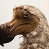 Dodo Birds Were Actually Smarter Than We Thought pour Dodo L Enfant Dodo