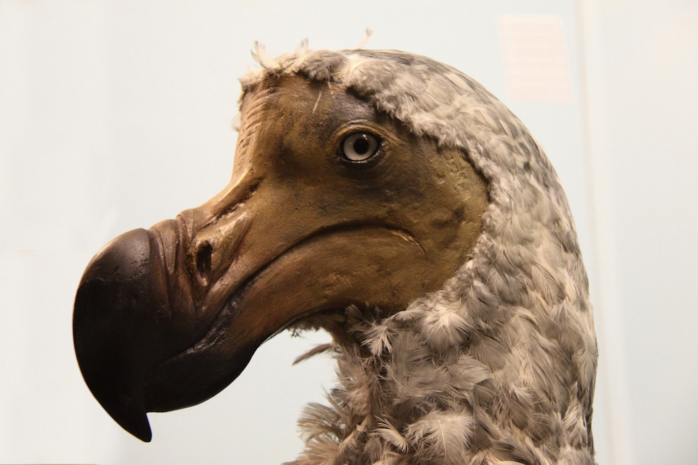 Dodo Birds Were Actually Smarter Than We Thought pour Dodo L Enfant Dodo