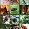 Dossier Complet Sur Les Insectes #Eduprim #Lecture intérieur Les Insectes Maternelle