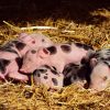 Élevez Un Porc, C'Est Un Business Rentable - Julycrance dedans Pourquoi Les Cochons Se Roulent Dans La Boue