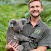 En Australie, Naissance Du Premier Koala Depuis Les pour Nombre De Kangourou En Australie