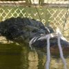 En Australie, Un Crocodile Géant Capturé Par Mesure De serapportantà Plus Gros Crocodile