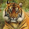 Épinglé Par Buffard Helene Sur Modeles Peinture-Tigres intérieur Tigre Savane