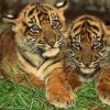 Épinglé Par Corinne Visnikar Sur Tigres | Bébé Tigre destiné Tigre Savane