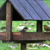 Épinglé Sur Jardinage - Gardening serapportantà Comment Fabriquer Une Mangeoire Pour Oiseaux