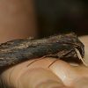Erinnyis Alope - Martinique - Nature Lilliputienne avec Que Mange Un Papillon