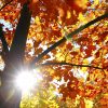 Fall Planting Yields Full Season Benefits - Engledow Group intérieur Caractéristiques De L Automne