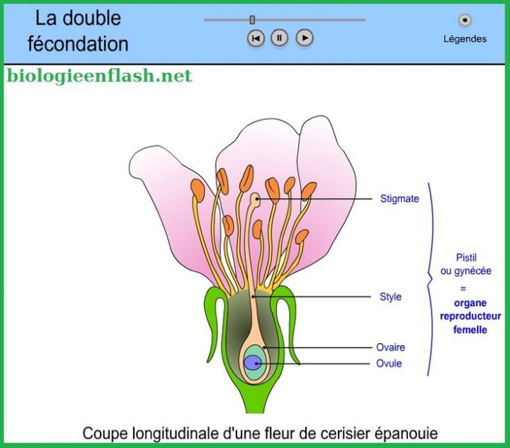 comment se passe la fécondation d une fleur