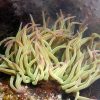 File:anemone De Mer P1010222 - Wikipedia destiné Anémone Des Mers