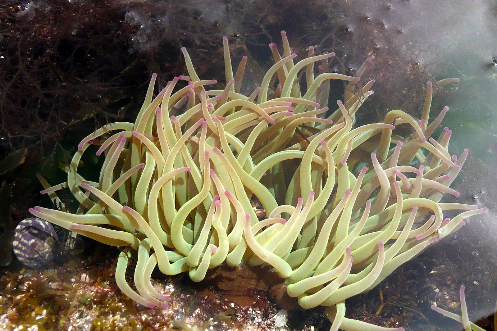 File:anemone De Mer P1010222 - Wikipedia destiné Anémone Des Mers