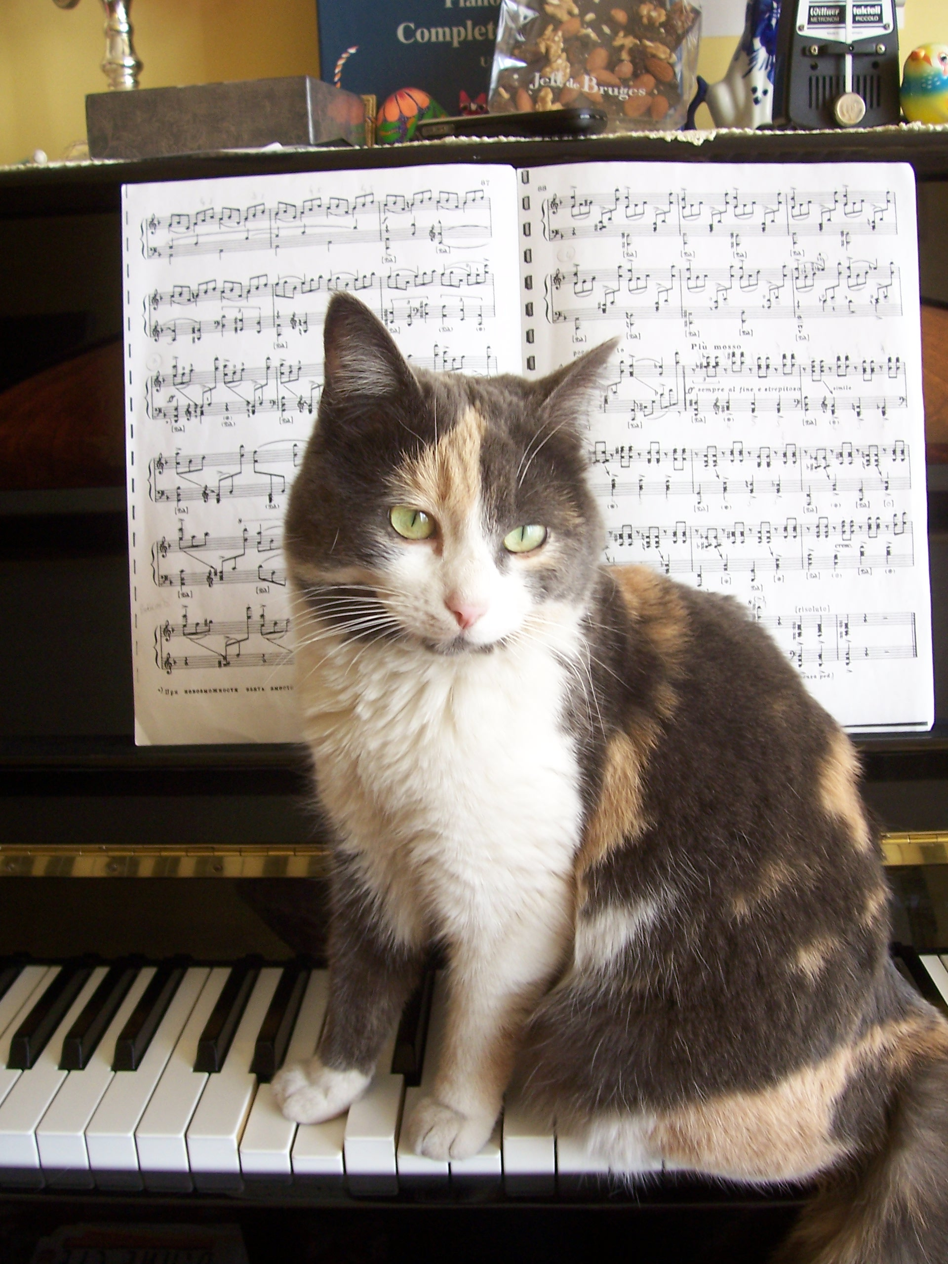 File:chat Au Piano - Wikimedia Commons tout Chat Chanson