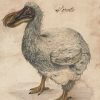 File:dodo Bird 001 - The Work Of God'S Children avec Dodo L Enfant Dodo