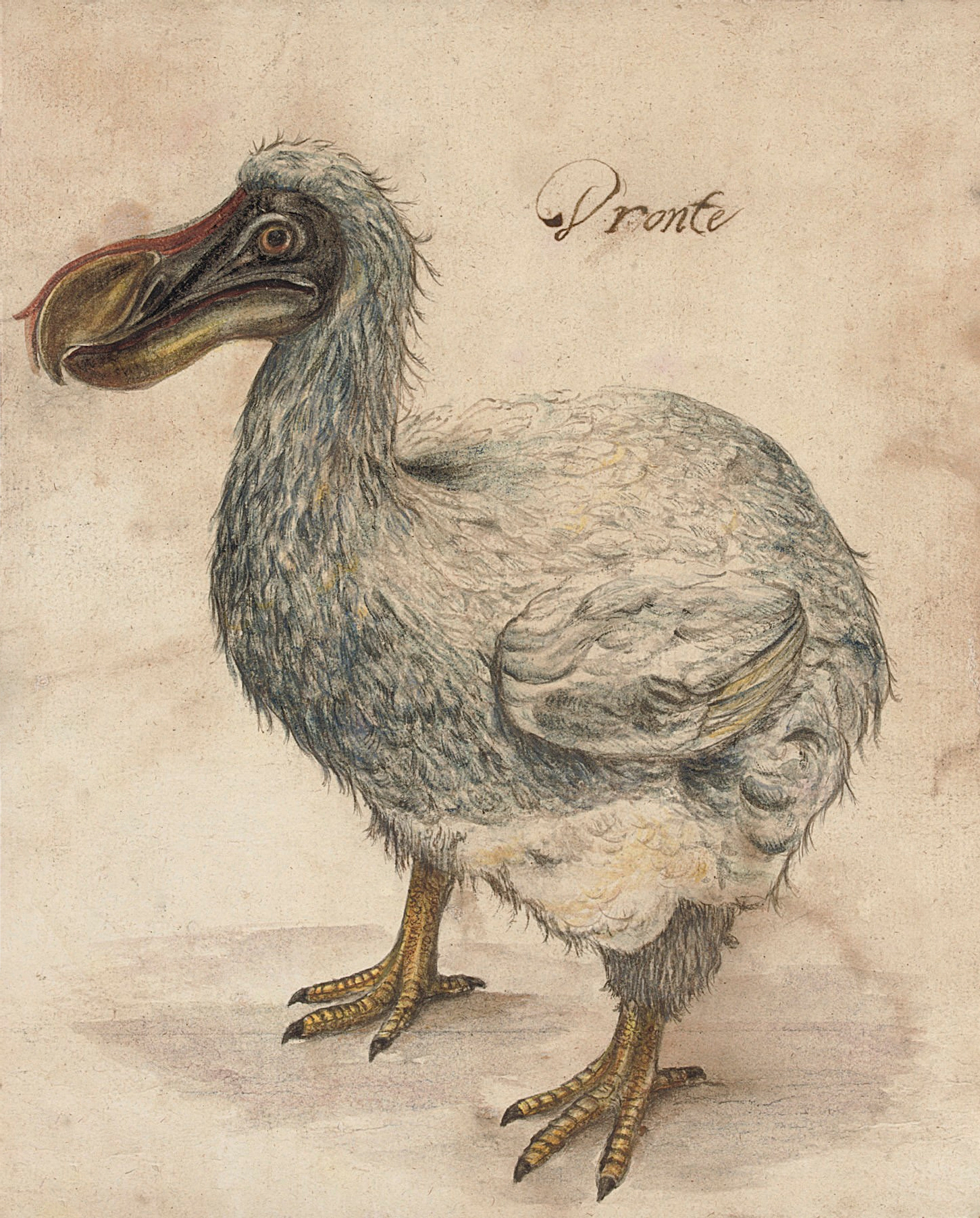 File:dodo Bird 001 - The Work Of God&amp;#039;S Children avec Dodo L Enfant Dodo