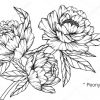 Fleur Pivoine Dessin Croquis Avec Trait Noir Blanc — Image intérieur Fleur Image Dessin