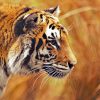 Fond D'Écran : Animaux, La Photographie, Tigre, Faune dedans Tigre Savane