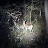 Forêt De Fontainebleau : Une Nuit À Compter Les Animaux destiné Animaux De Foret