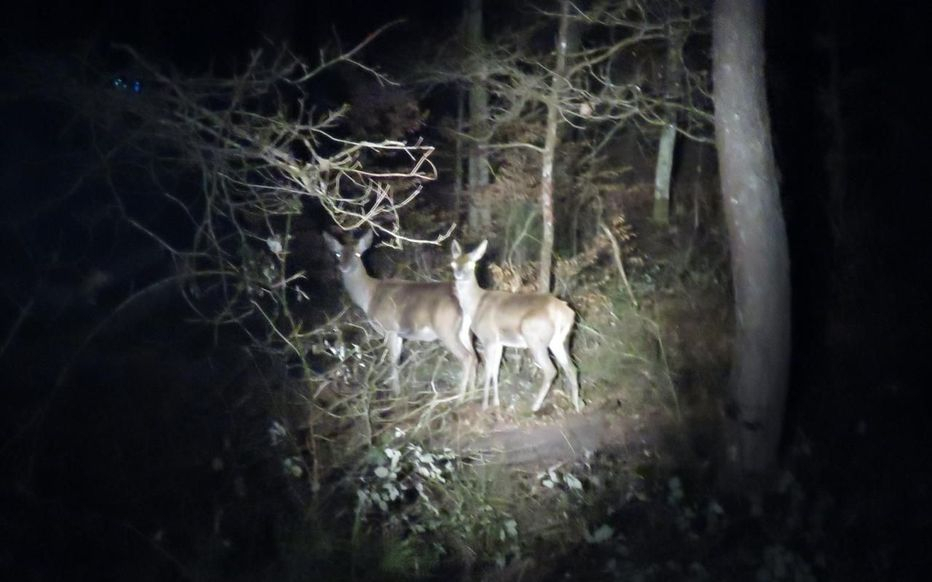 Forêt De Fontainebleau : Une Nuit À Compter Les Animaux destiné Animaux De Foret