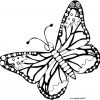 Frais Coloriage De Papillon A Imprimer | Des Milliers De destiné Dessin Papillon À Colorier