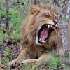 Free Photo: Lion, Young Lion, Wild Animal - Free Image On avec Animaux Sauvages De L Afrique