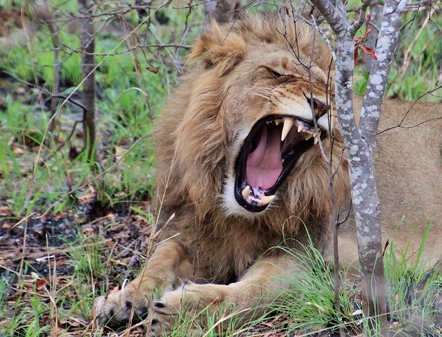 Free Photo: Lion, Young Lion, Wild Animal - Free Image On avec Animaux Sauvages De L Afrique