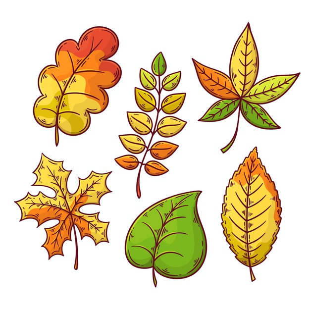 Free Vector | Autumn Leaves Collection Drawing Theme encequiconcerne Dessin De Feuille D Automne
