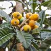 Fruit Réunion : Bibasse - Bibace-Nèfle Du Japon, Fruit pour Image De Fruit