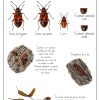 Gendarme (Pyrrhocoris Apterus) - Les Carnets Nature De pour Les Insectes Maternelle