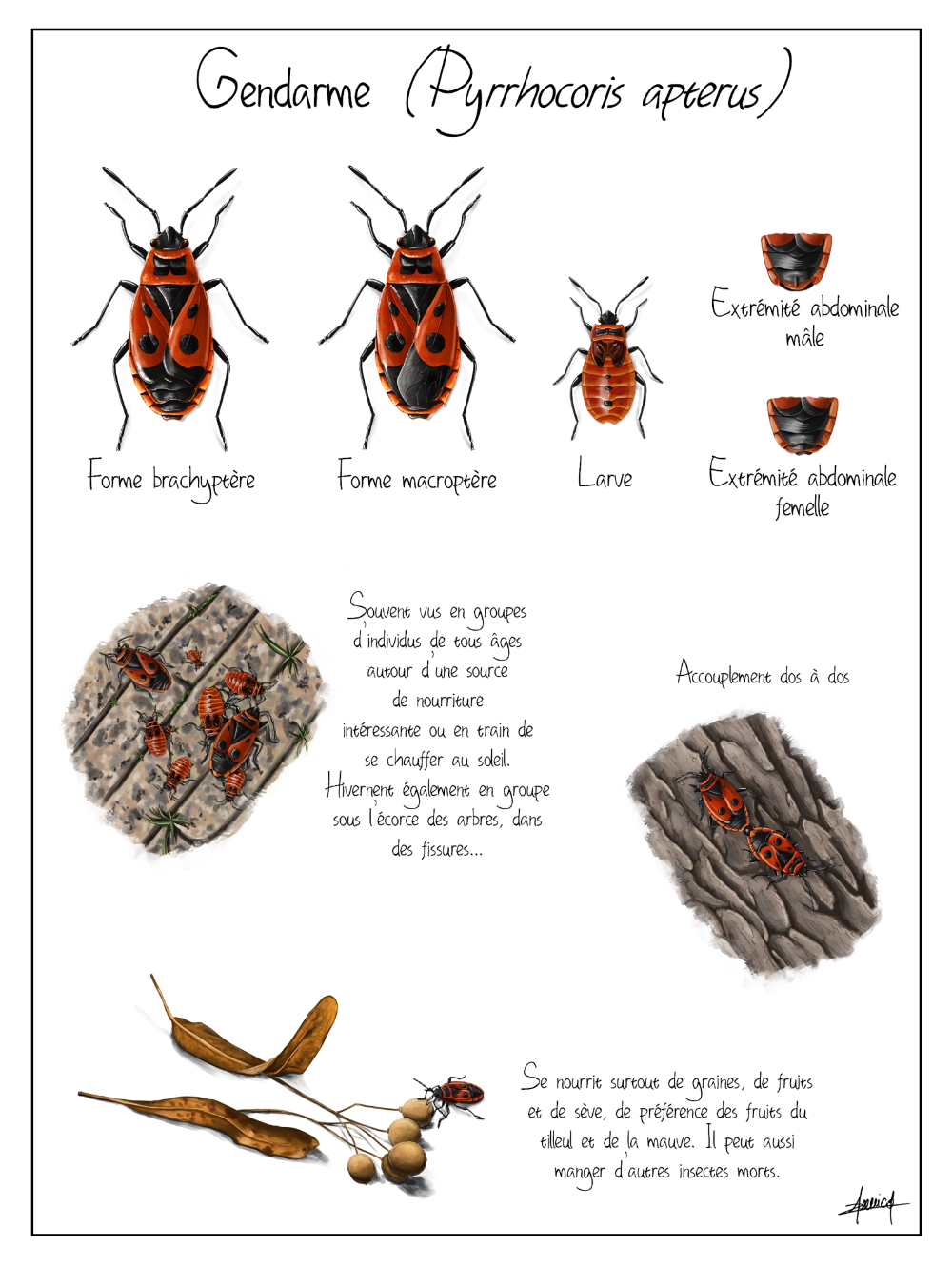 Gendarme (Pyrrhocoris Apterus) - Les Carnets Nature De pour Les Insectes Maternelle