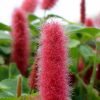Grorite Greenhouses: Chenille Fire Tail tout Chenille Image