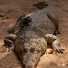 Gros Plan D'Un Énorme Crocodile Rampant Sur Le Sol Au pour Les Gros Crocodiles