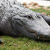 Gros Plan Sur La Tête D'Un Crocodile Endormi. | Photo Premium pour Les Gros Crocodiles