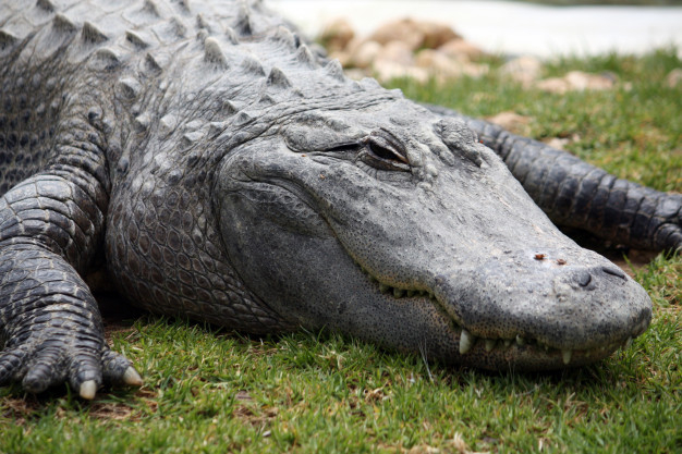 Gros Plan Sur La Tête D&amp;#039;Un Crocodile Endormi. | Photo Premium pour Les Gros Crocodiles