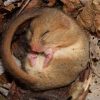 Hibernation : Top 15 Des Animaux Qui Hibernent tout Les Animaux Qui Hivernent