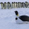 How Film Makers Disguised Their Cameras As Penguins To à Pingouin Sur La Banquise