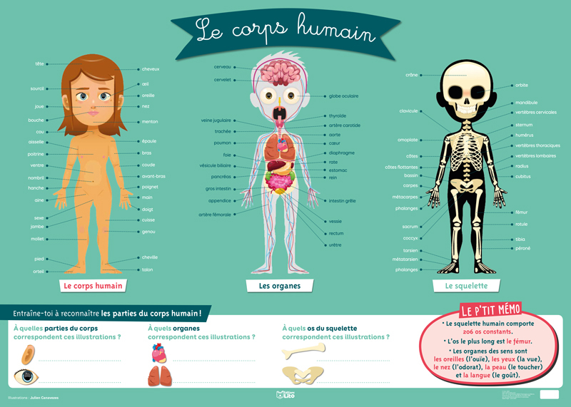 Illustration Médical Du Corps Humain Et De Ses Organes. concernant Organes Internes Du Corps Humain