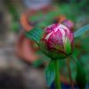 Images Gratuites : Pivoine, Fleurs, Printemps, Été, Jardin serapportantà Fleurs Printemps